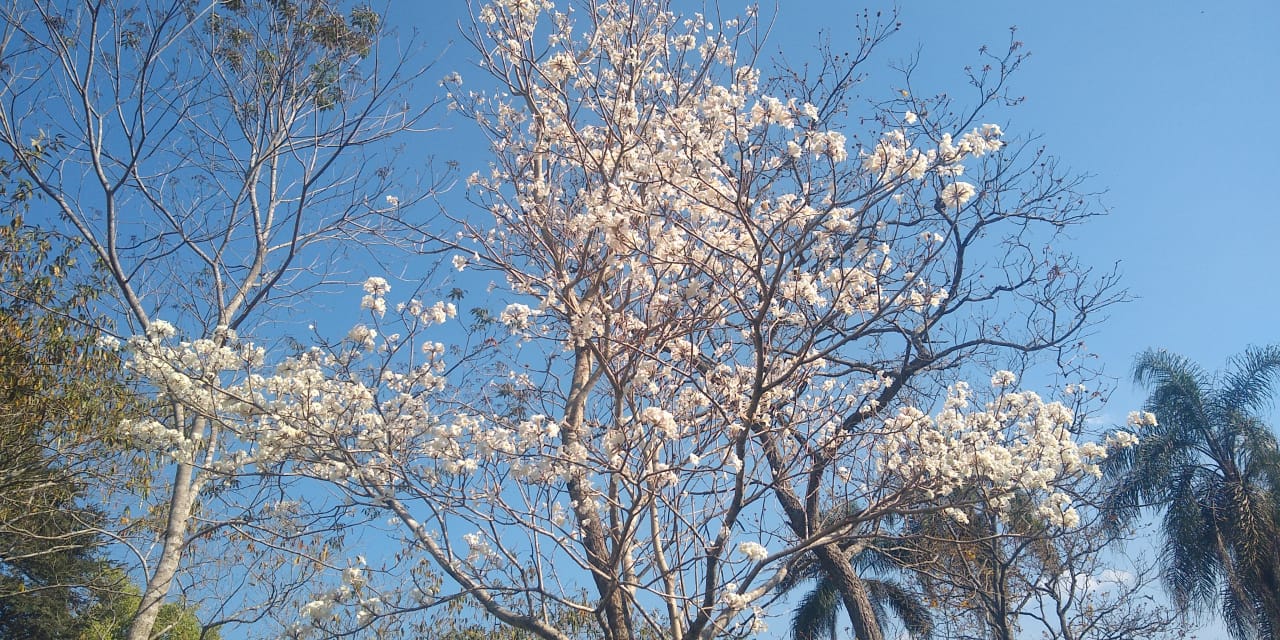 Clinica de recuperação de Dependente Químico em Mairiporã/Franco da Rocha.